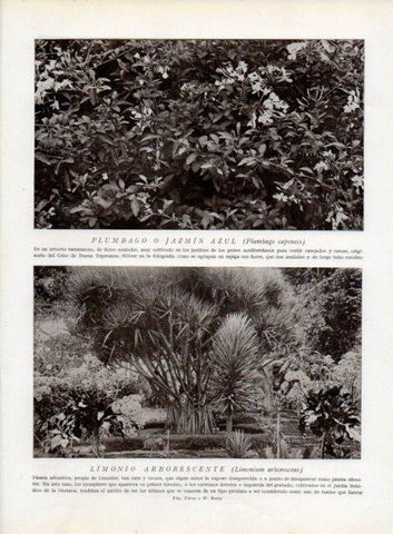 LAMINA V13778: Limonio arborescente