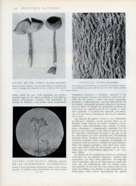 LAMINA V13777: Lacnea de pie largo y Orbilia