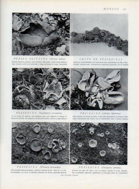 LAMINA V13776: Pezizacea