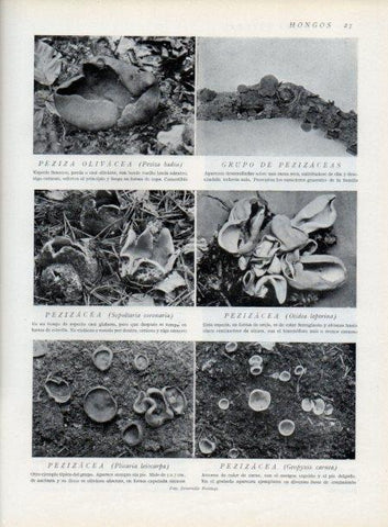 LAMINA V13776: Pezizacea