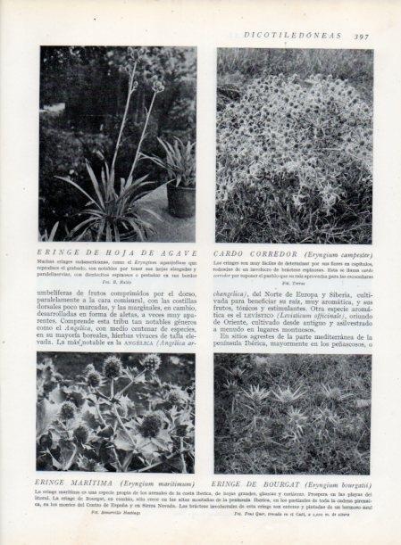 LAMINA V13781: Cardo corredor y Eringe de Bourgat