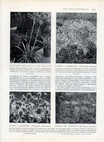 LAMINA V13781: Cardo corredor y Eringe de Bourgat