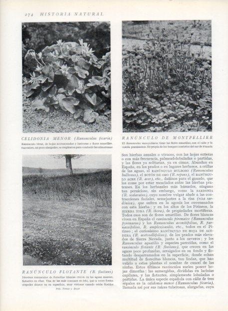LAMINA V13704: Celidonia menor y Ranunculo de Montpellier