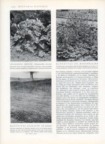 LAMINA V13704: Celidonia menor y Ranunculo de Montpellier