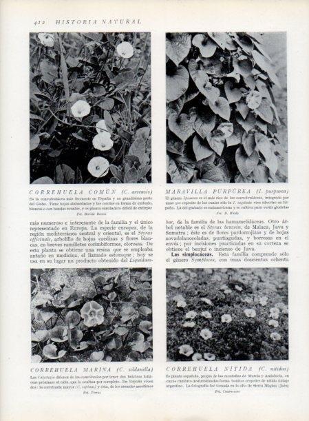 LAMINA V13790: Correhuela comun y Maravilla purpurea