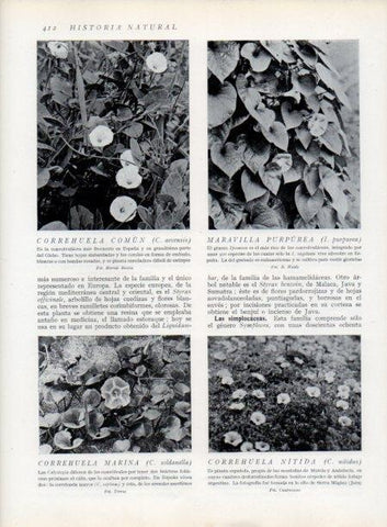 LAMINA V13790: Correhuela comun y Maravilla purpurea
