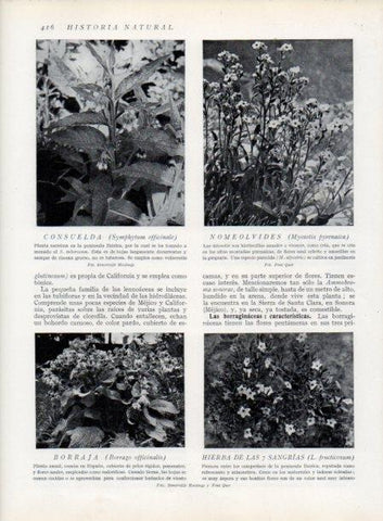 LAMINA V13792: Nomeolvides Borraja 