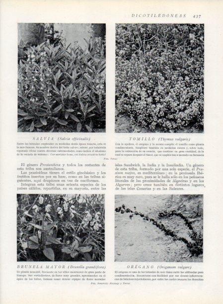 LAMINA V13806: Salvia y Brunela mayor