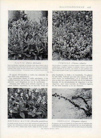 LAMINA V13806: Salvia y Brunela mayor