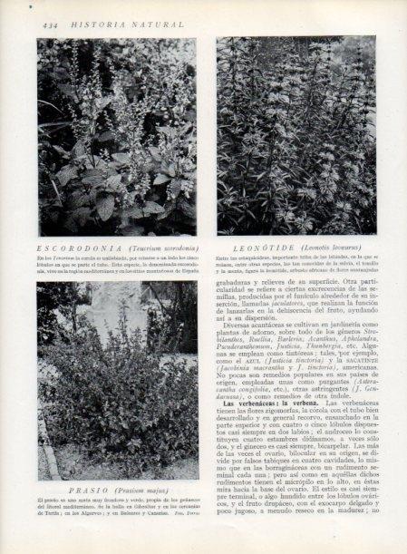 LAMINA V13804: Escorodonia y Prasio