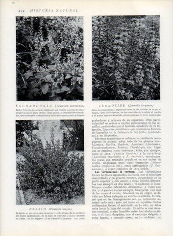 LAMINA V13804: Escorodonia y Prasio