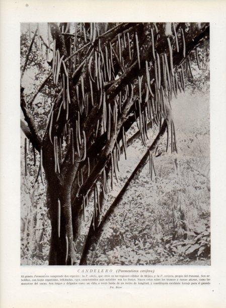 LAMINA V13803: Candelero o parmentiera cerifera