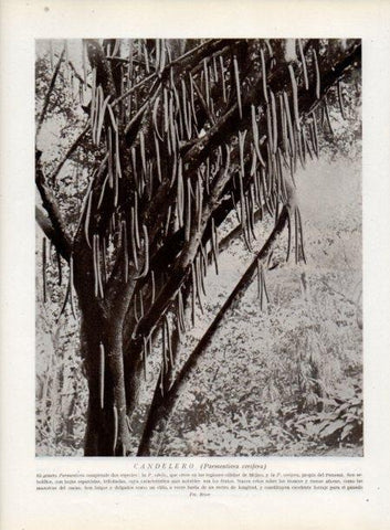 LAMINA V13803: Candelero o parmentiera cerifera