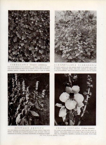 LAMINA V13802: Digitalis ambigua y Celsi sinuada