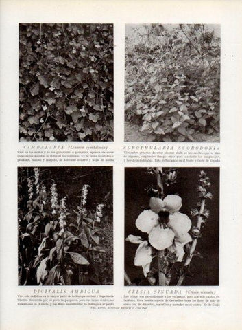 LAMINA V13802: Digitalis ambigua y Celsi sinuada