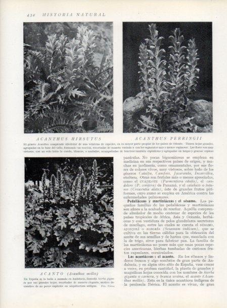 LAMINA V13801: Acanthus hirsutus y Acanthus perringii