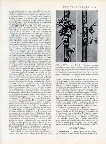 LAMINA V13791: Cuscuta mayor