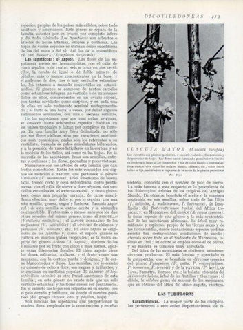 LAMINA V13791: Cuscuta mayor