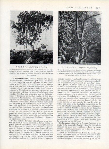 LAMINA V13800: Kigelia aethiopica y Bignonia