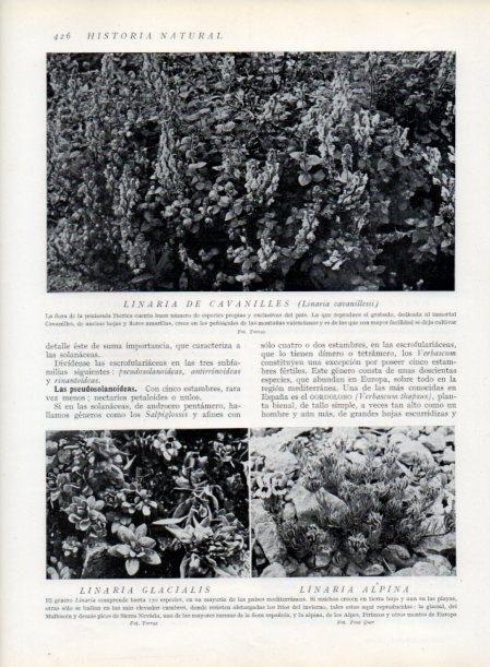 LAMINA V13798: Linaria de Cavanilles