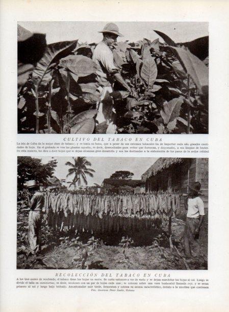 LAMINA V13797: Cultivo y recoleccion de tabaco en Cuba