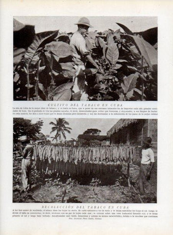 LAMINA V13797: Cultivo y recoleccion de tabaco en Cuba