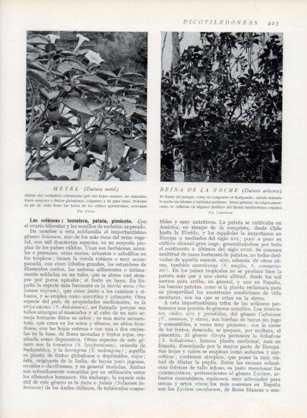 LAMINA V13796: Metel y Reina de la noche
