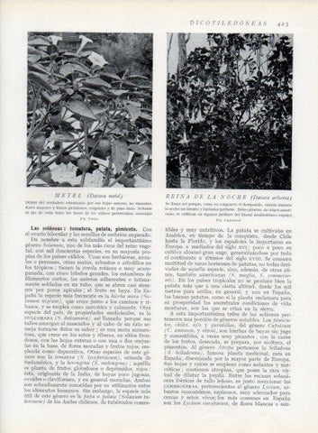 LAMINA V13796: Metel y Reina de la noche