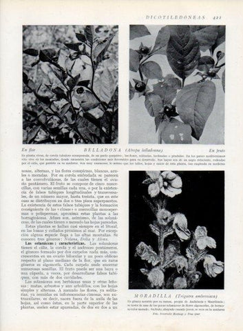LAMINA V13795: Belladona y Moradilla