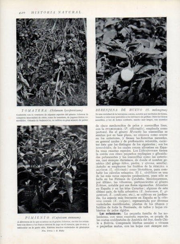LAMINA V13794: Tomatera y Berenjena de huevo 