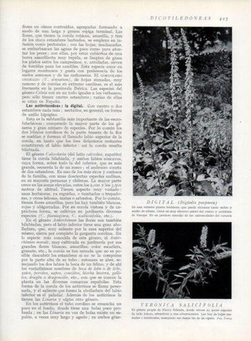 LAMINA V13799: Digital y Veronica salicifolia