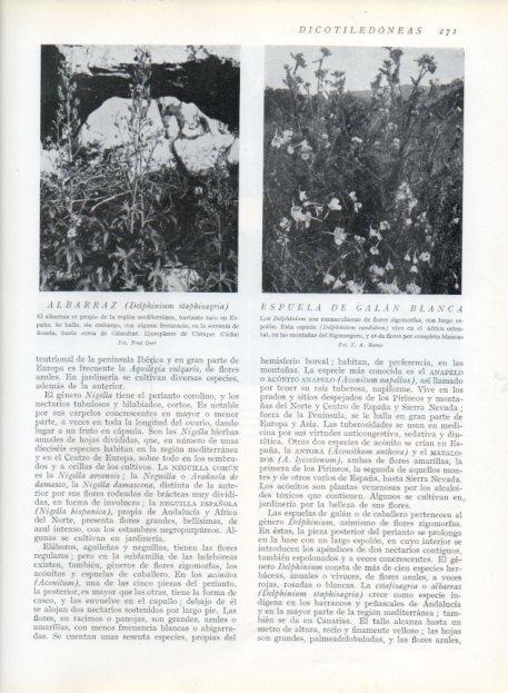 LAMINA V13703: Albarraz y Espuela de galan blanca