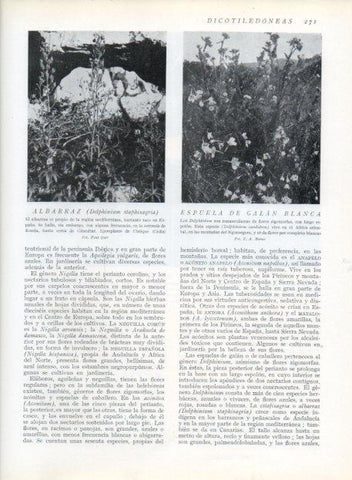 LAMINA V13703: Albarraz y Espuela de galan blanca