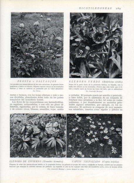 LAMINA V13702: Eleboro verde y Eleboro de invierno