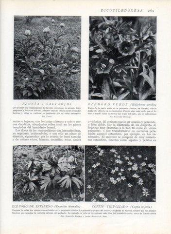LAMINA V13702: Eleboro verde y Eleboro de invierno
