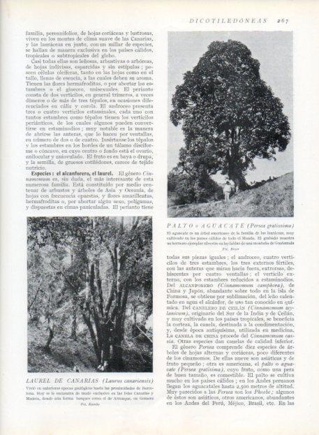 LAMINA V13701: Palpo o aguacate y Laurel de Canarias