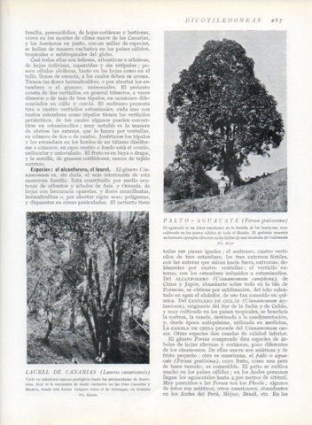 LAMINA V13701: Palpo o aguacate y Laurel de Canarias
