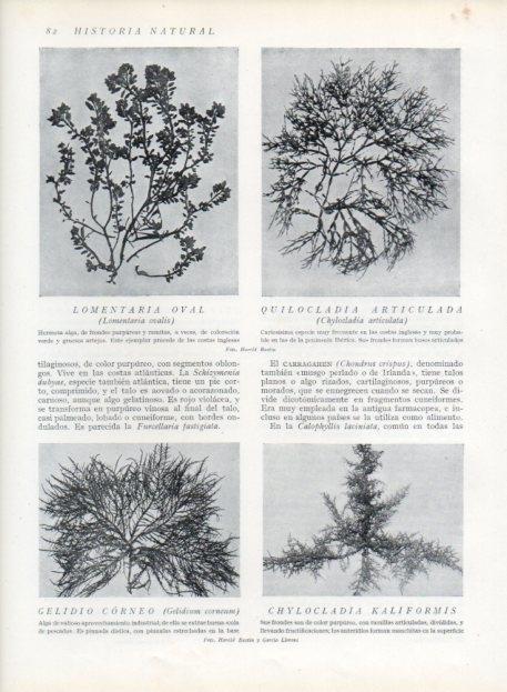 LAMINA V13599: Lomentaria oval y Gelidio corneo