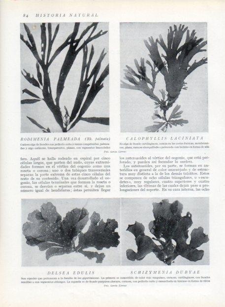 LAMINA V13600: Rodimedia palmeada y Calophyllis laciniata
