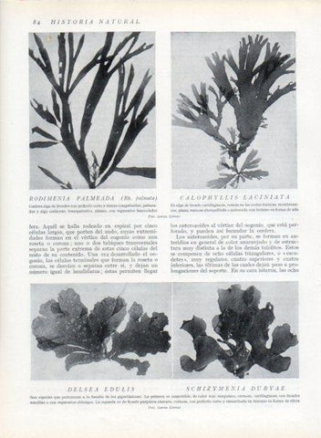 LAMINA V13600: Rodimedia palmeada y Calophyllis laciniata