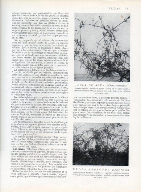 LAMINA V13601: Bola de agua y Broza hedionda