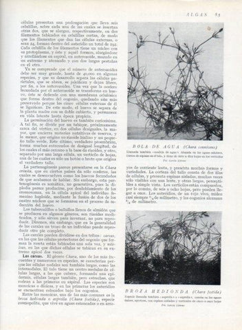 LAMINA V13601: Bola de agua y Broza hedionda