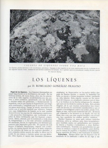 LAMINA V13602: Colonia de liquenes sobre una roca