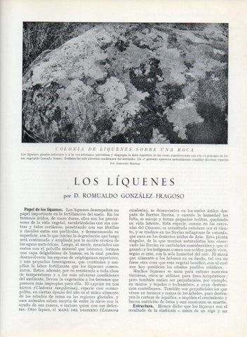 LAMINA V13602: Colonia de liquenes sobre una roca