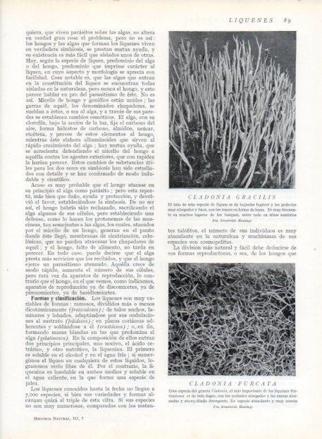 LAMINA V13604: Cladonia gracilis y Cladonia furcata
