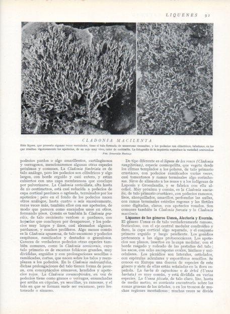 LAMINA V13605: Cladonia macilenta