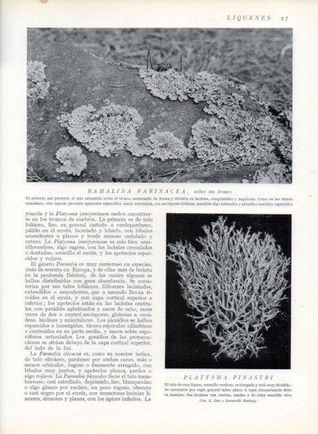 LAMINA V13608: Ramalina farinacea y Platysma pinastri