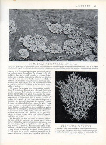 LAMINA V13608: Ramalina farinacea y Platysma pinastri