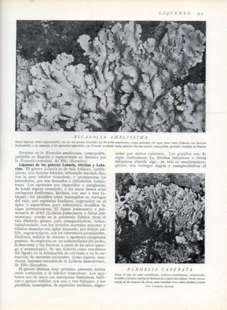 LAMINA V13609: Ricasolia amplissima y Parmelia caperata