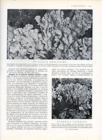 LAMINA V13609: Ricasolia amplissima y Parmelia caperata